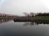 北海道の桜三昧 画像1