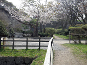 北海道の桜三昧 画像2