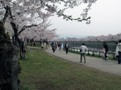 北海道の桜三昧 画像3