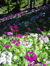 今年も九厘草の花が咲いたよ♪ 画像2