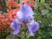 自宅庭の花 画像2