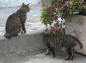 猫の島画像その２ 画像2