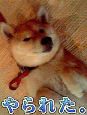 ☆あ～ぁ…やられた！ 画像1