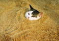 動物虐待ではありません