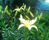 アグレッシブってどんな意味？？ 画像1