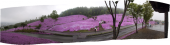 道北の芝桜公園 画像1