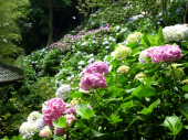 いざ鎌倉。 画像1