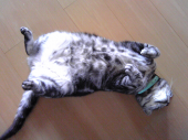 20090613 画像1