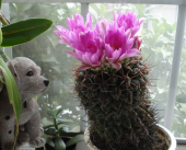 仙人掌の花 画像1
