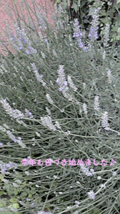 ☆きこたん日記・・・♪ 画像1