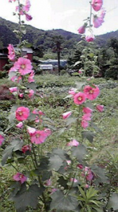 ☆朝一で…(; ´д｀) 画像3