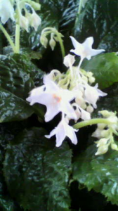 夏の花 画像1