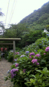 大平山のあじさい 画像1