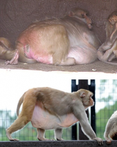 地球に優しく！飼い主に厳しいｯ！猫を飼うおねぇさんはダメですかぁ？ 画像2