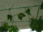 夏はやっぱり 画像2