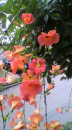 凌霄花