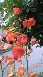 凌霄花 画像1