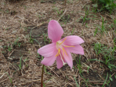 今日は歩った。 画像2