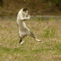 ジャーンプ⑦