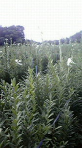 ☆残暑ざんしょーー（＾＾；；；；； 画像1