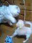 犬子vs猫子　～幻の右～