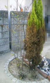 枯らす女 画像1