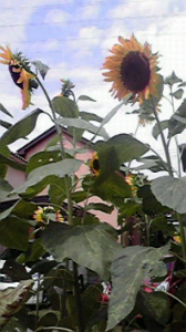 ☆BOY・・・♪ 画像1