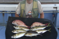 加太の鯛釣り