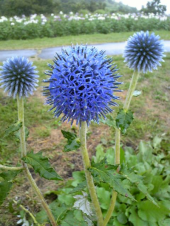 写真は・・・・ 画像1
