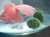 まりも 画像2