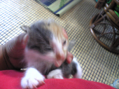 子猫が、舞い込んだ。 画像1