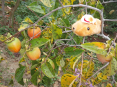 秋 画像1