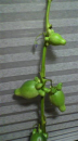 フオックスフェイス