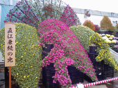 菊、香る秋！！ 画像1