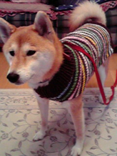 ☆駄々星人のお供で… 画像1