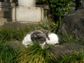 高い。 画像2