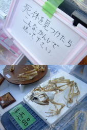 大阪市自然史博物館 画像2