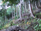 多摩の森・大自然塾 画像3