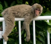 本日お休み 画像1