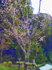 桜が咲いた。 画像1