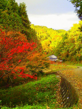 桜が咲いた。 画像2