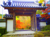 桜が咲いた。 画像3