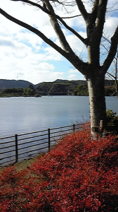 お花でも・・・ 画像3