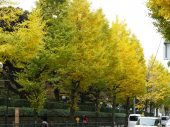 幾つになっても。 画像1