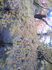 紅葉刈り 画像3