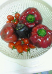 トマピーの正体は、、、 画像1