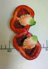 トマピーの正体は、、、 画像2