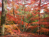 岡山 → 大坂 画像3