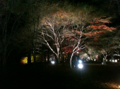 31日目：2009/12/06　1ヶ月経過報告＆紅葉見ナイト 画像2
