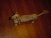 飼い犬はうなぎ犬 画像2